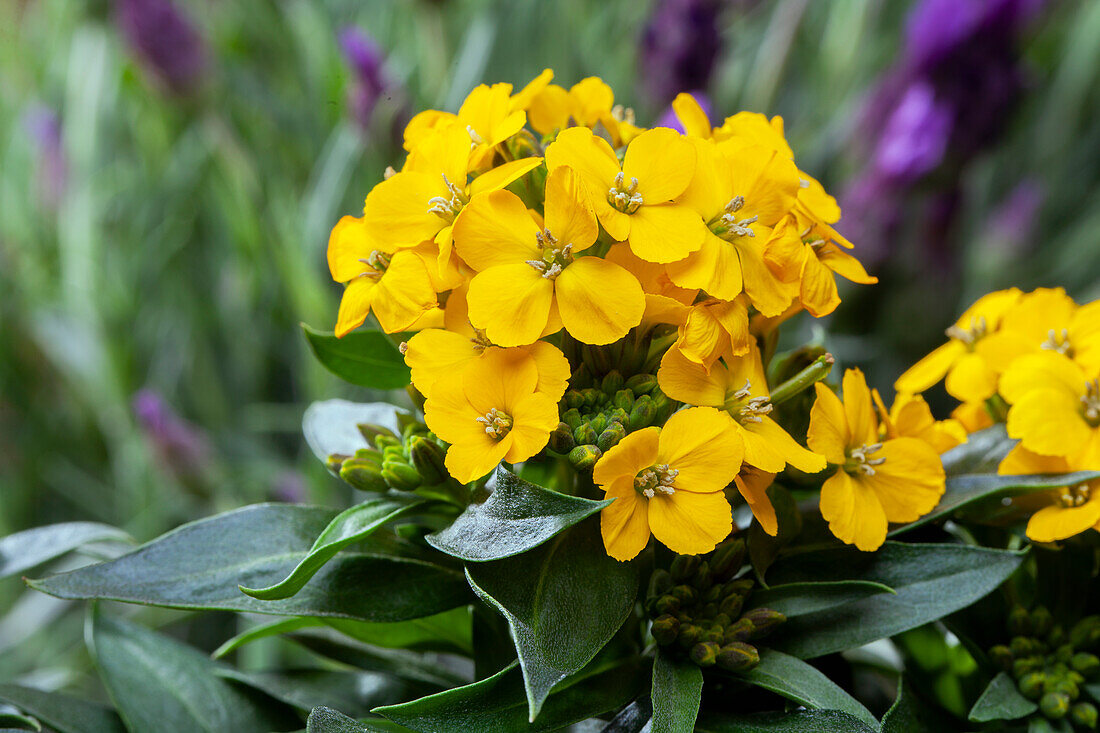 Erysimum cheiri, gelb