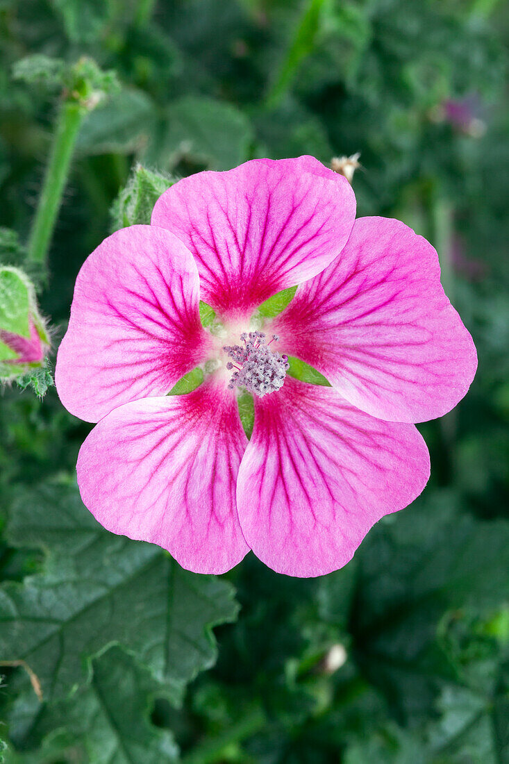 Lavatera