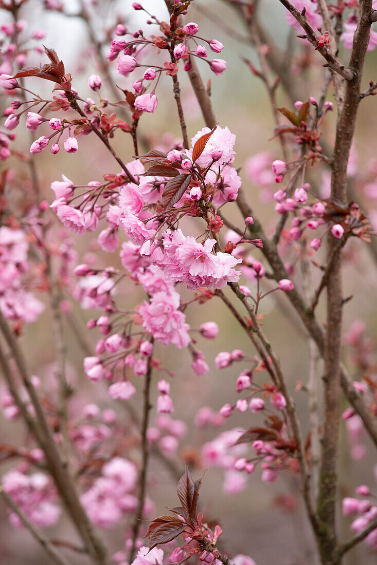 Prunus serrulata 'Royal Burgundy'®