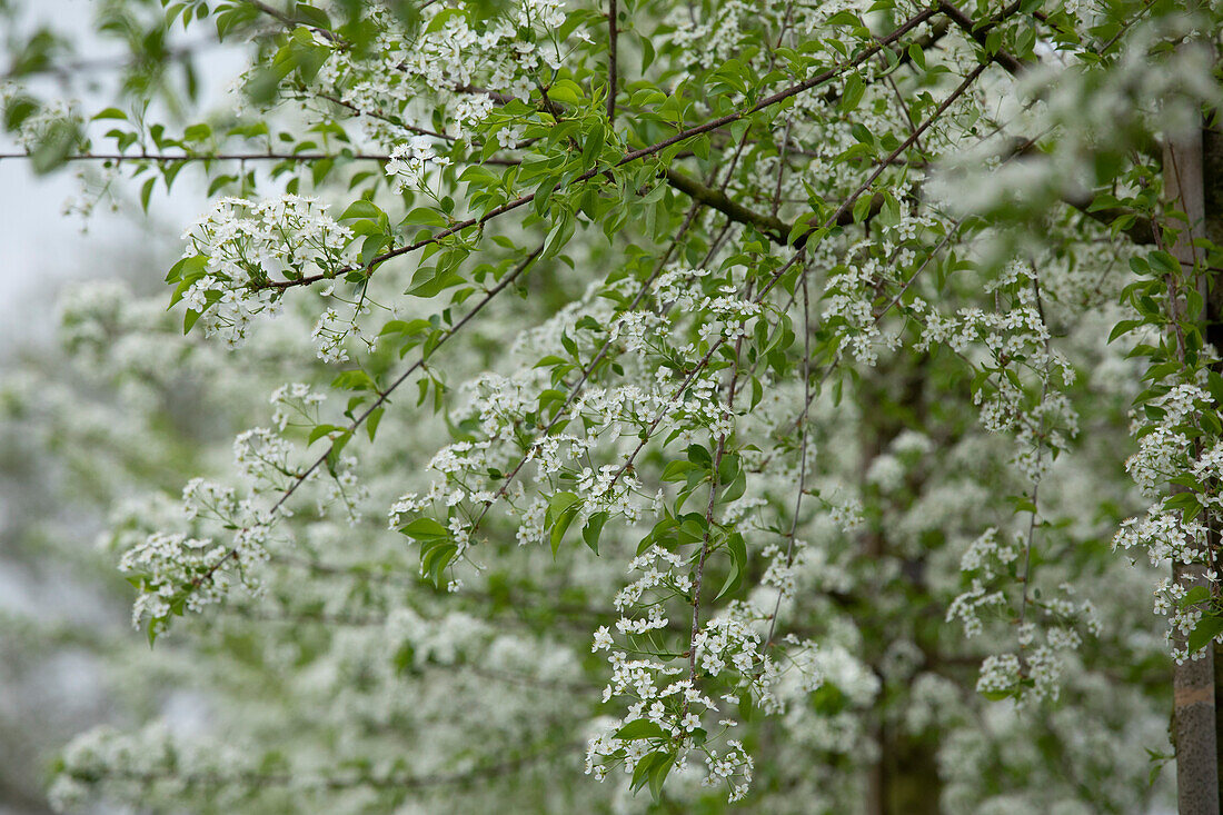 Prunus mahaleb