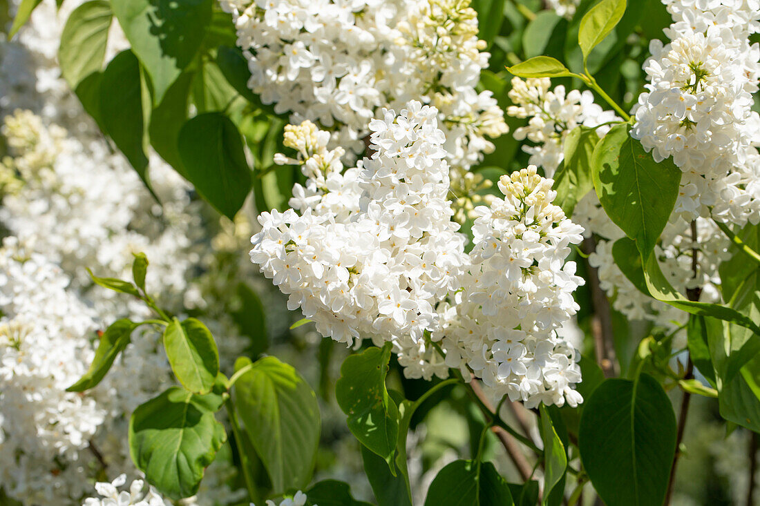 Syringa vulgaris Primrose