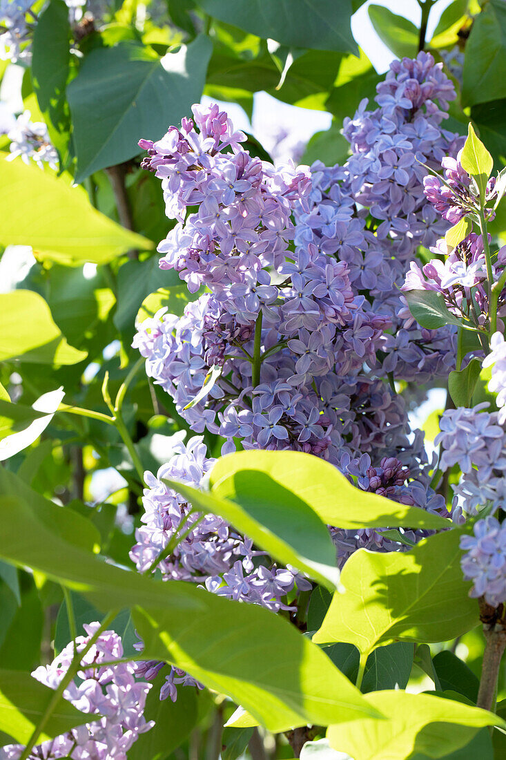 Syringa vulgaris President Lincoln