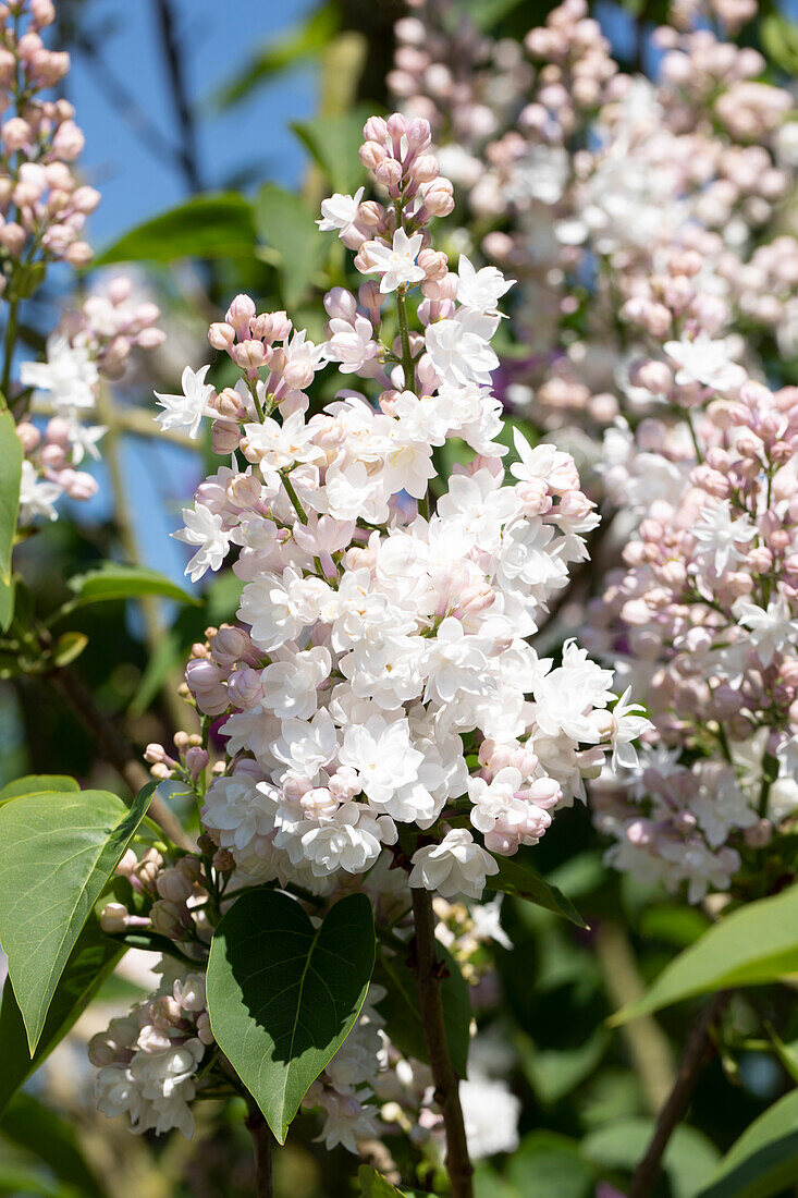 Syringa vulgaris 'Beauty of Moscow'