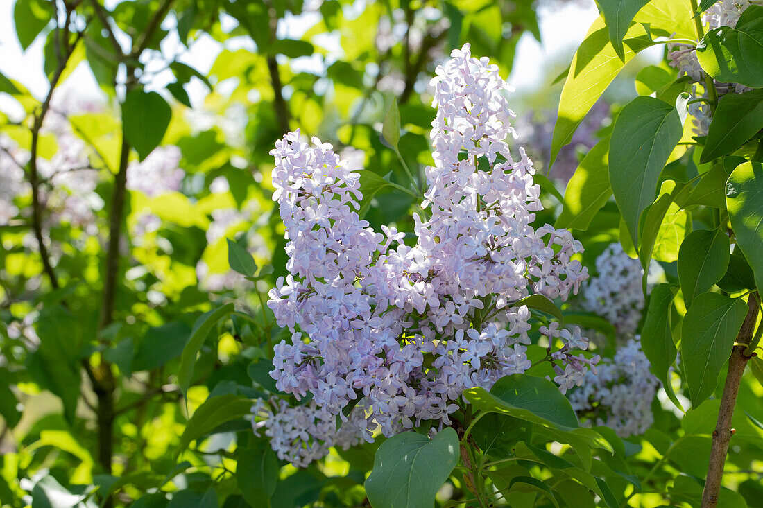 Syringa vulgaris 