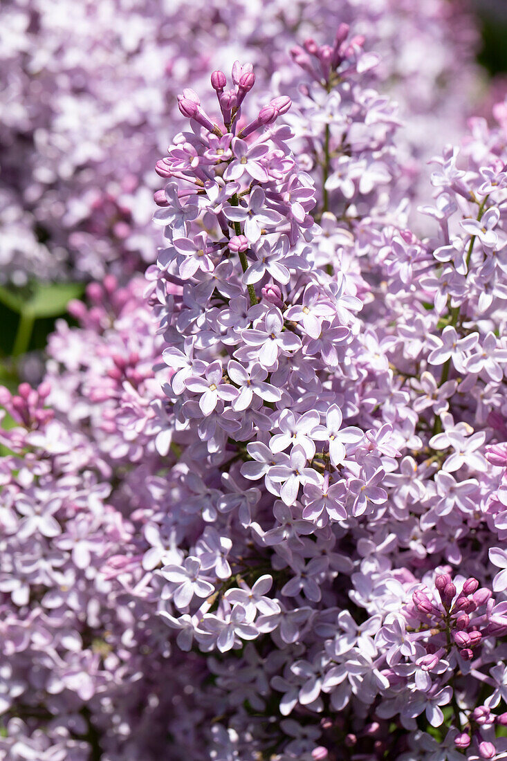 Syringa vulgaris, lilac