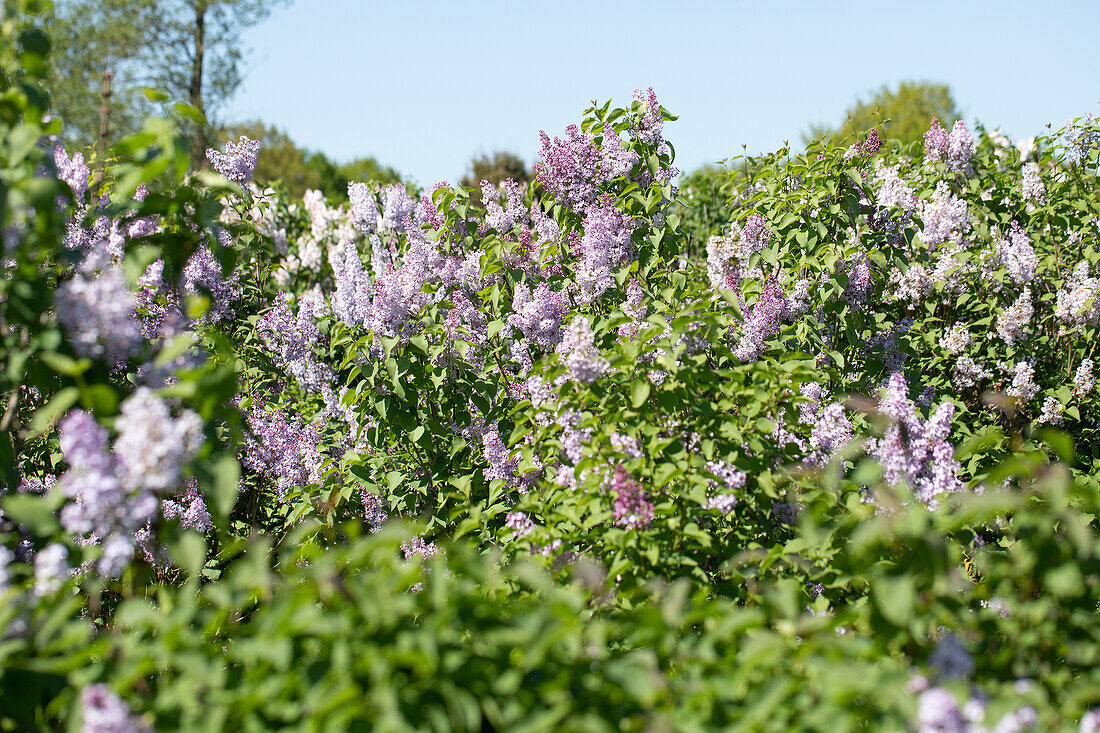 Syringa vulgaris 