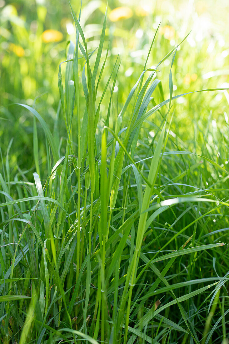 Grass