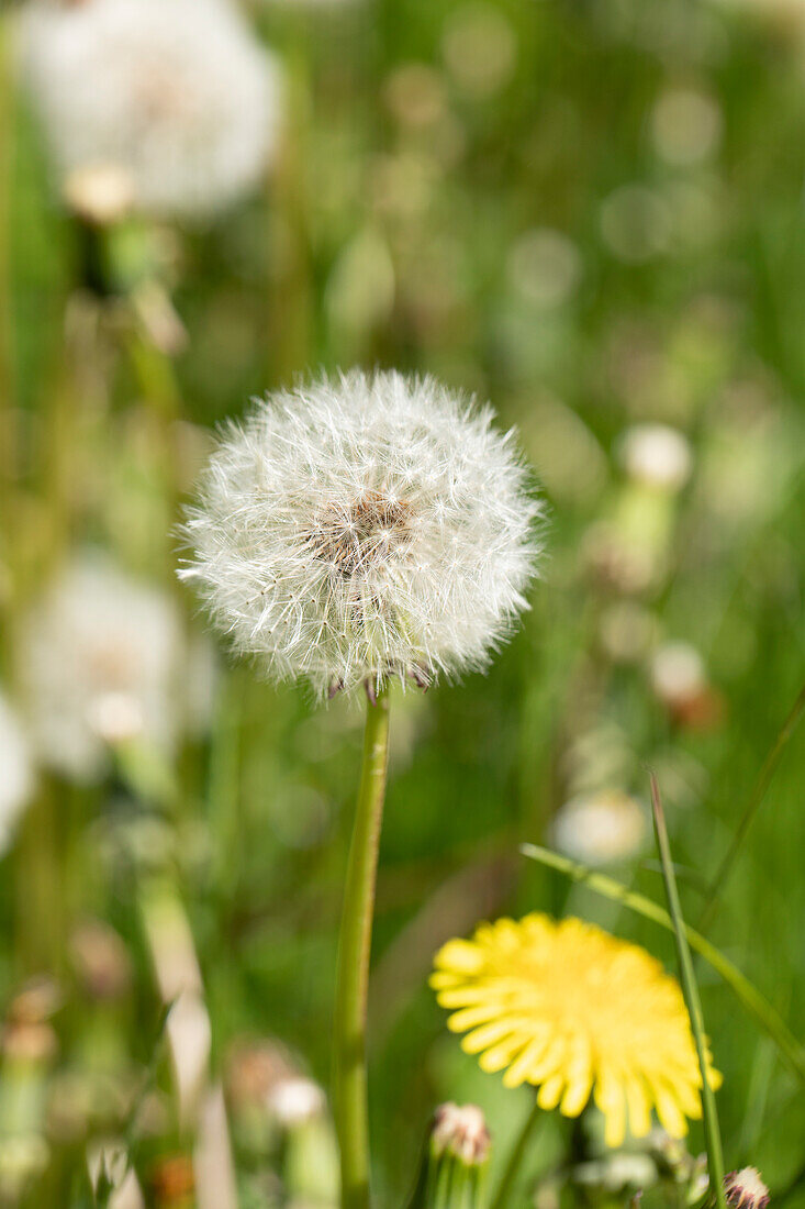 Taraxacum officinale