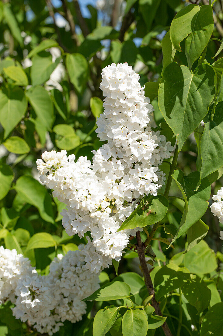 Syringa vulgaris 'Mme Florent Stepman'