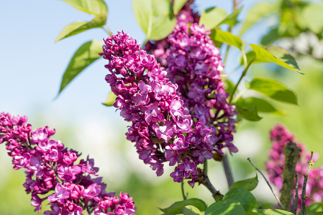 Syringa vulgaris 'Charles Joly'