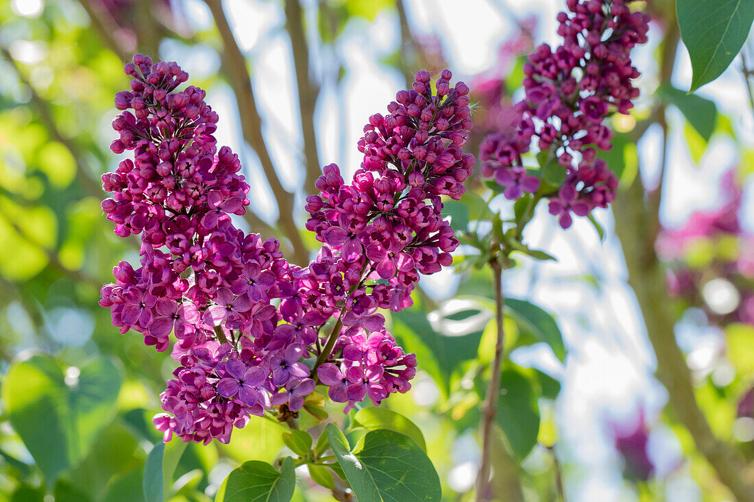 Syringa vulgaris 'In memory of Ludwig Späth' (German)