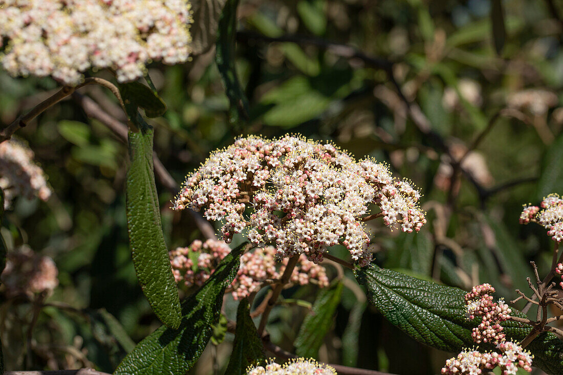 Viburnum rhytidophyllum