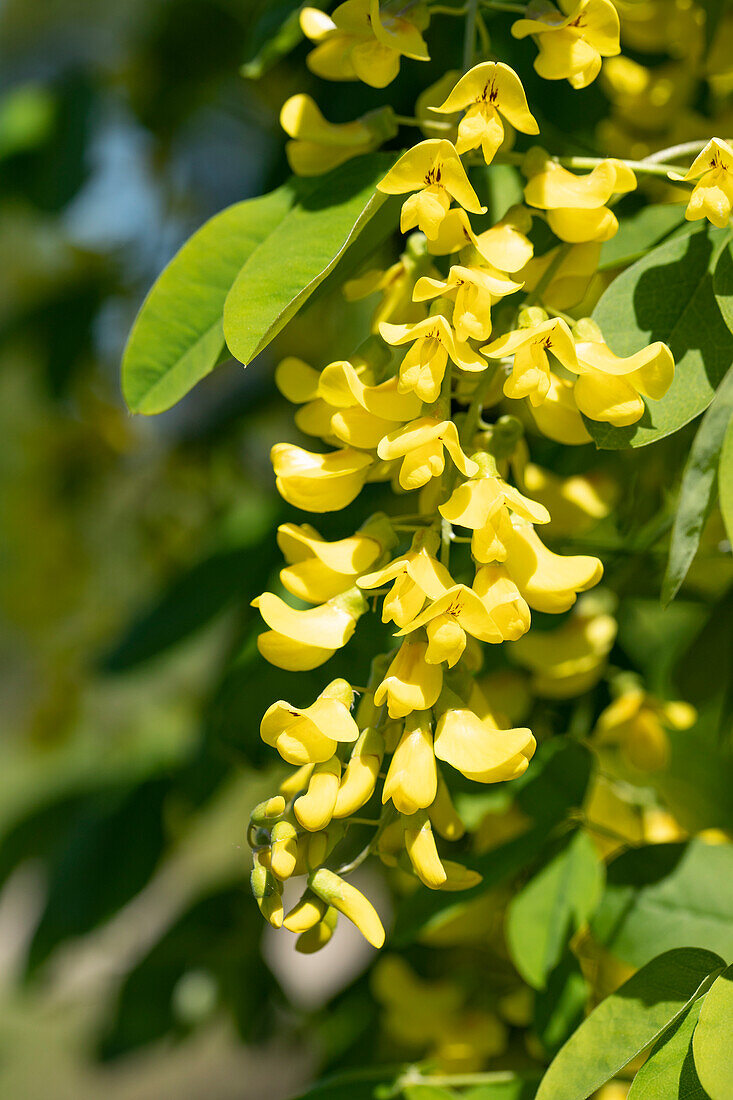 Laburnum anagyroides