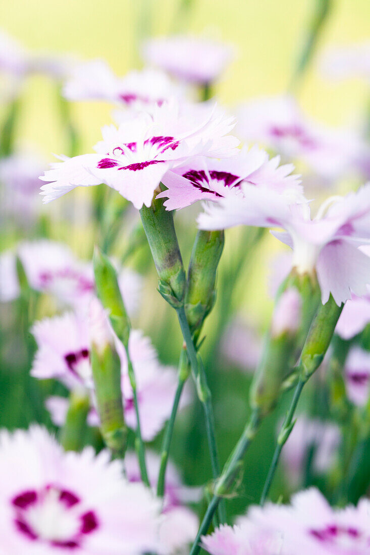 Dianthus caryophyllus, white