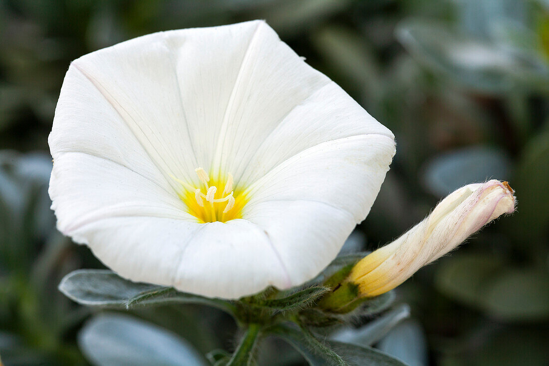 Petunia, white