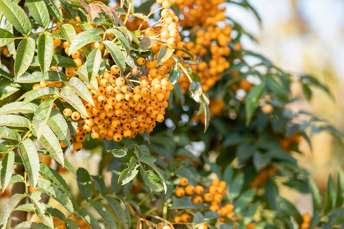 Sorbus aucuparia 'Autumn Spire'®