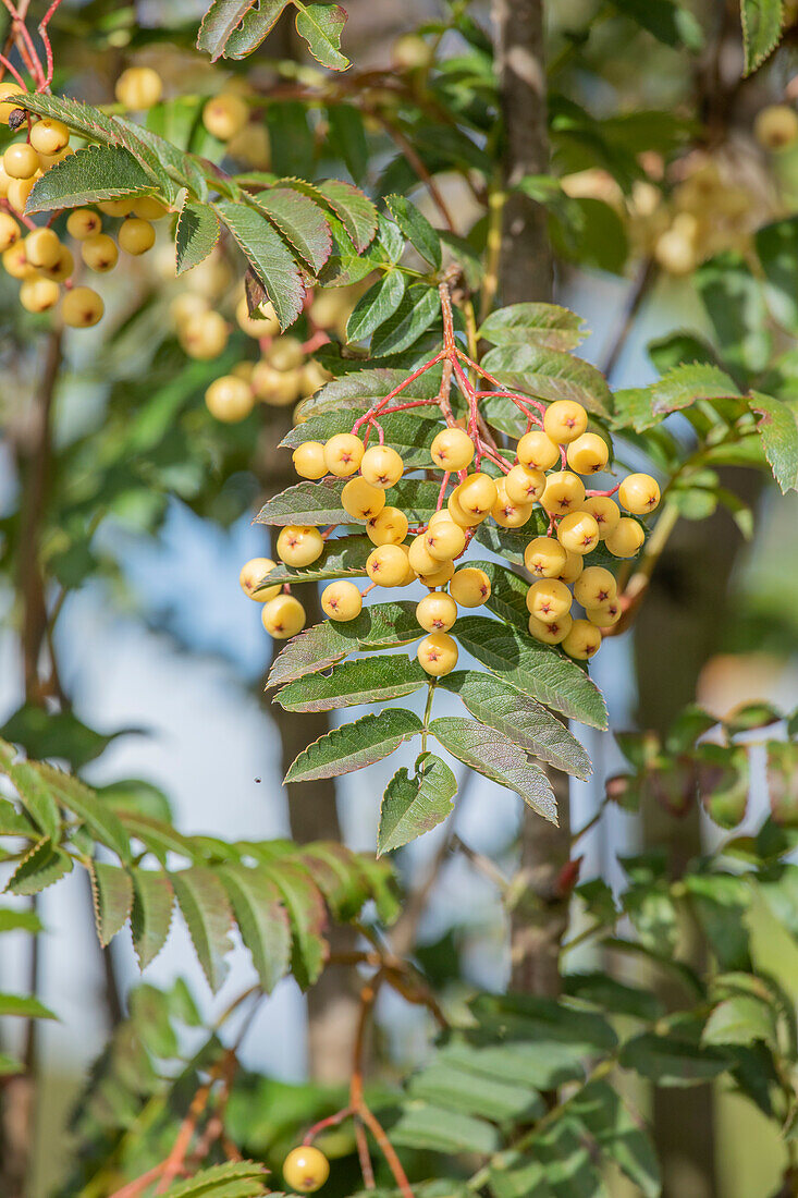 Sorbus 'Joseph Rock