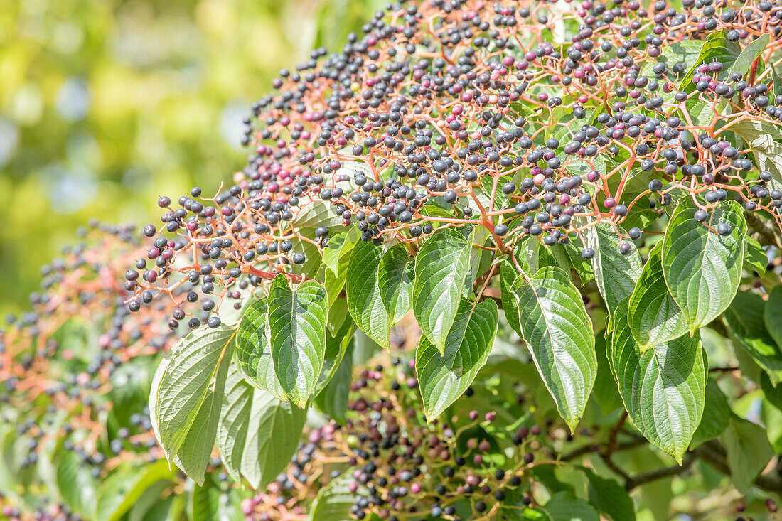 Cornus controversa