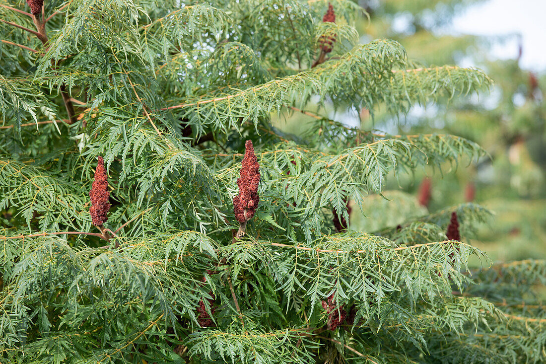 Rhus typhina Dissecta