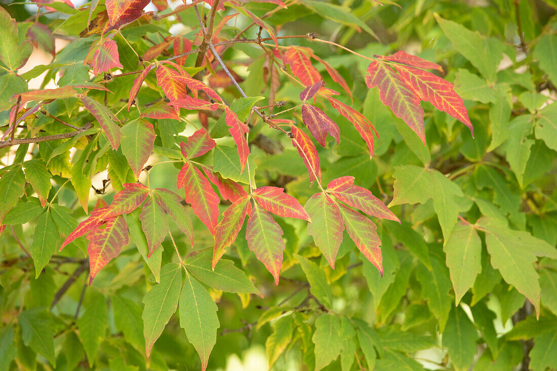 Acer saccharum