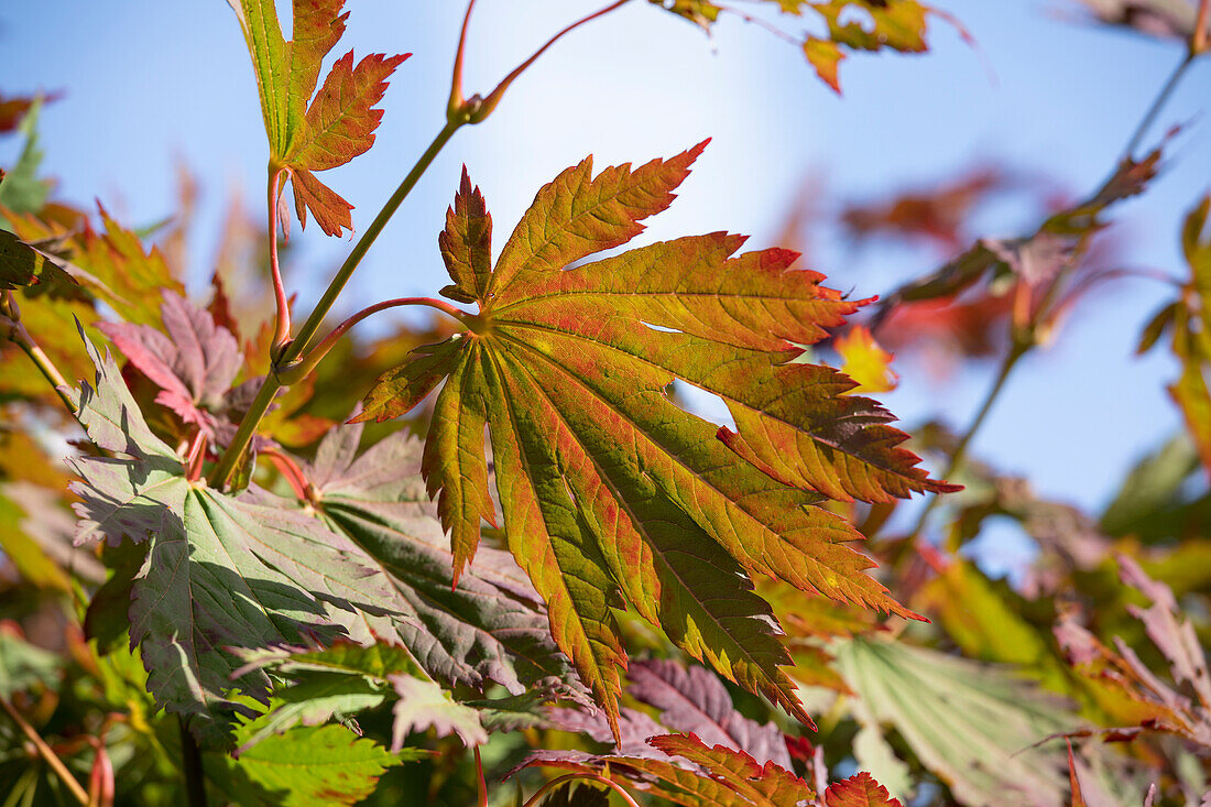 Acer japonicum 'Attaryi'