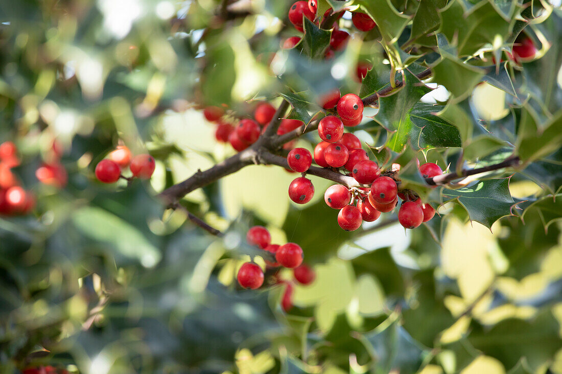 Ilex aquifolium 'Alaska'