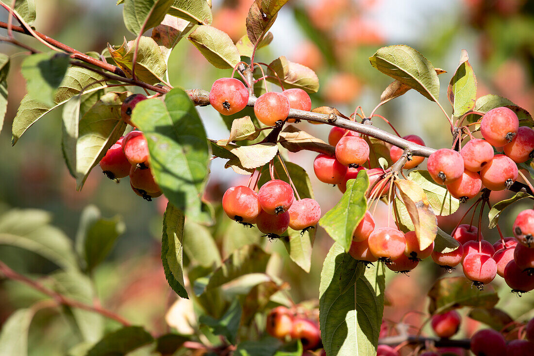 Malus x moerlandsii 'Red Sentinel'