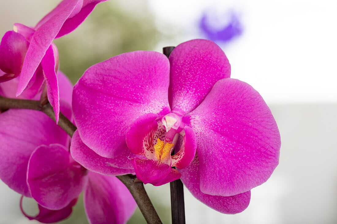 Phalaenopsis, pink