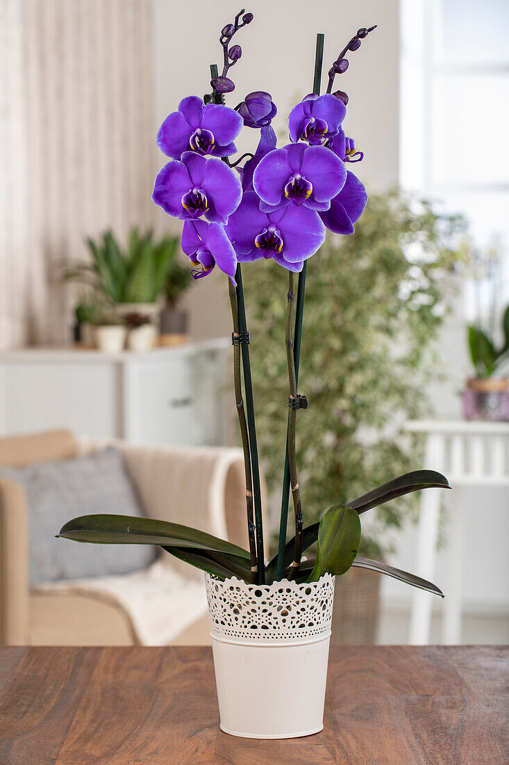 Phalaenopsis Royal Purple