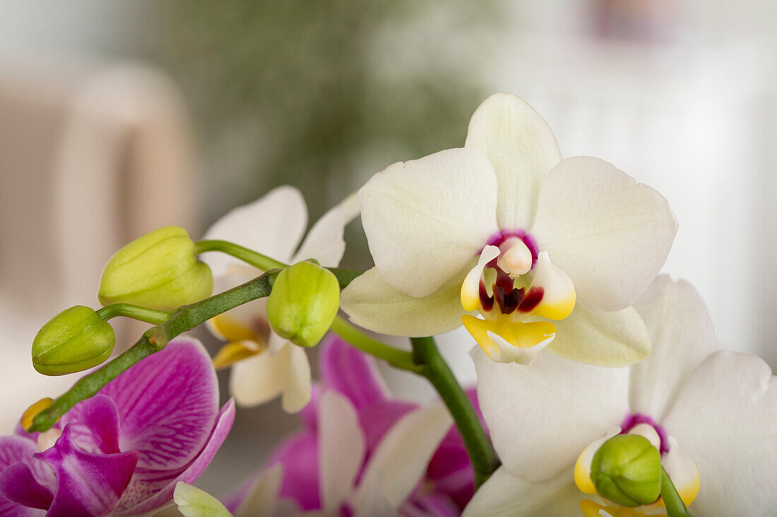 Phalaenopsis multiflora, white