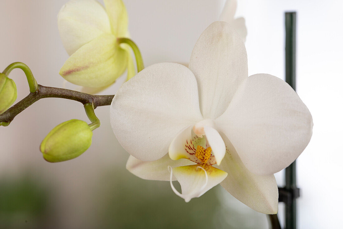 Phalaenopsis midi, white