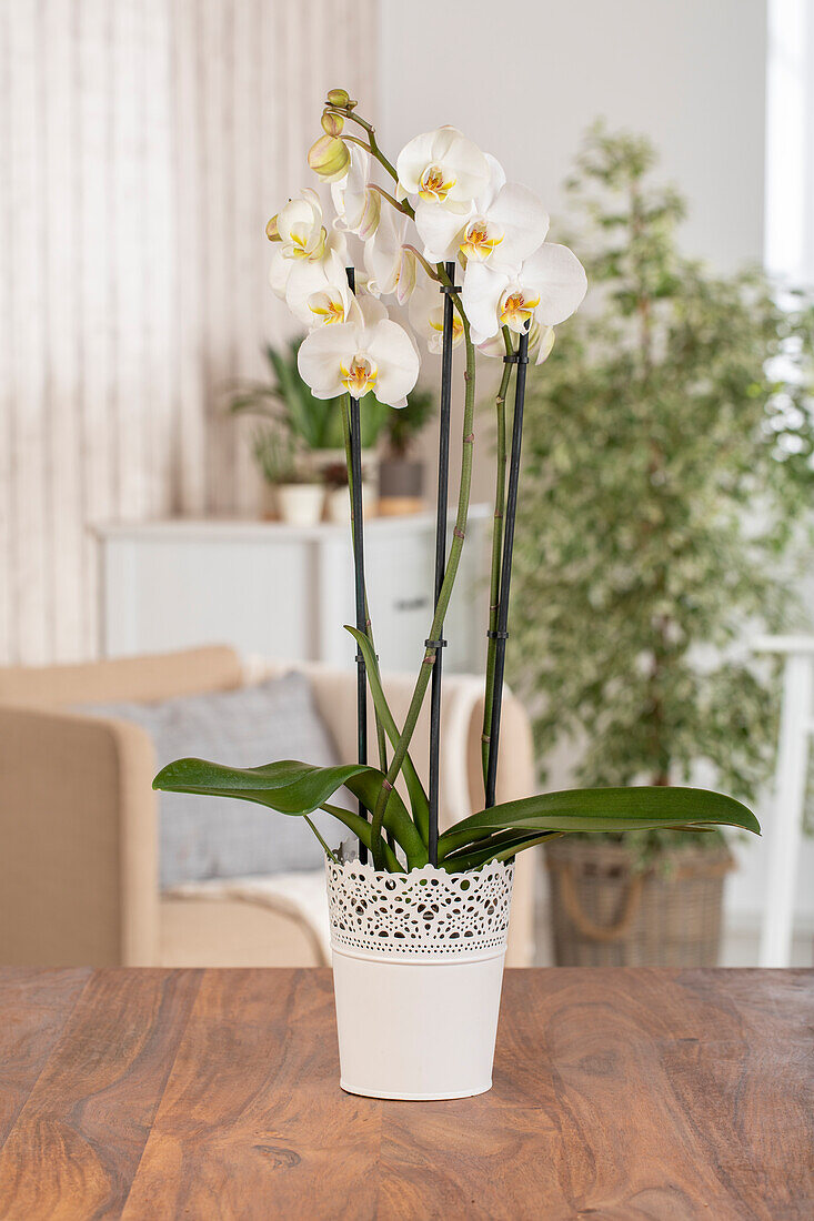 Phalaenopsis, weiß