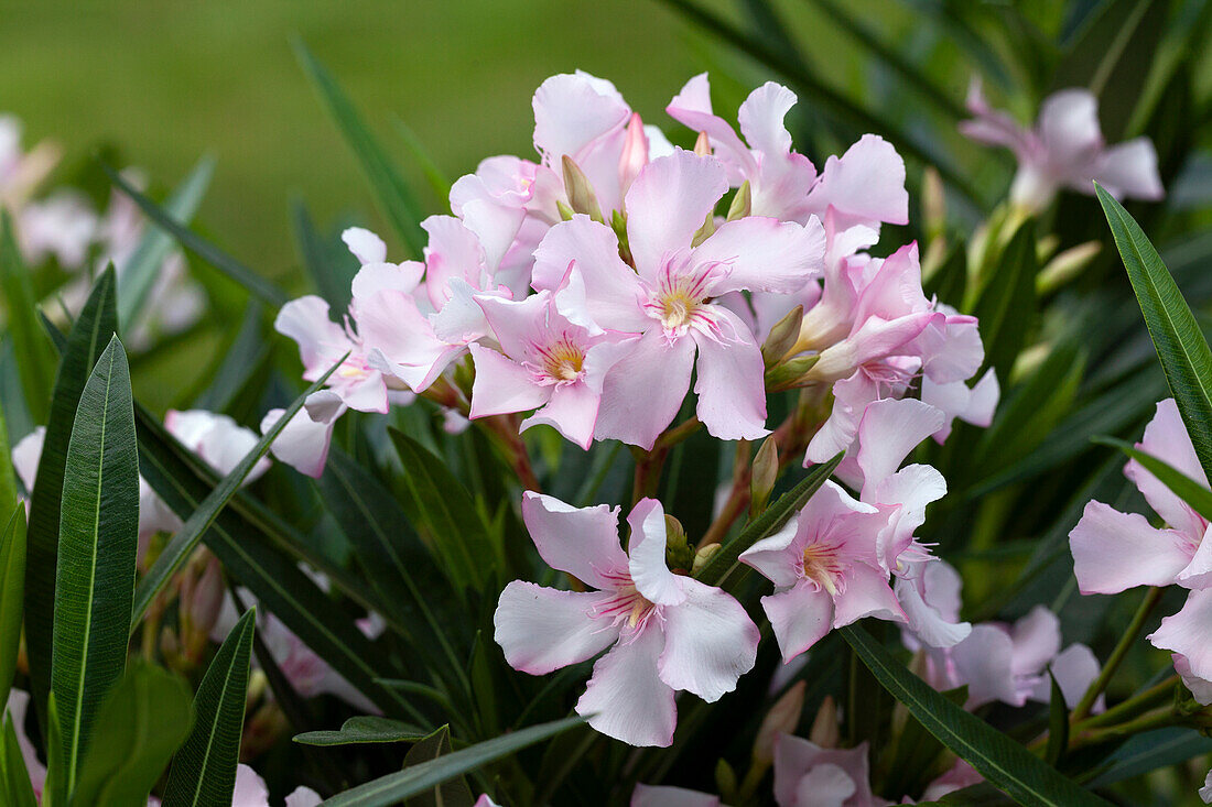 Nerium oleander, rosa