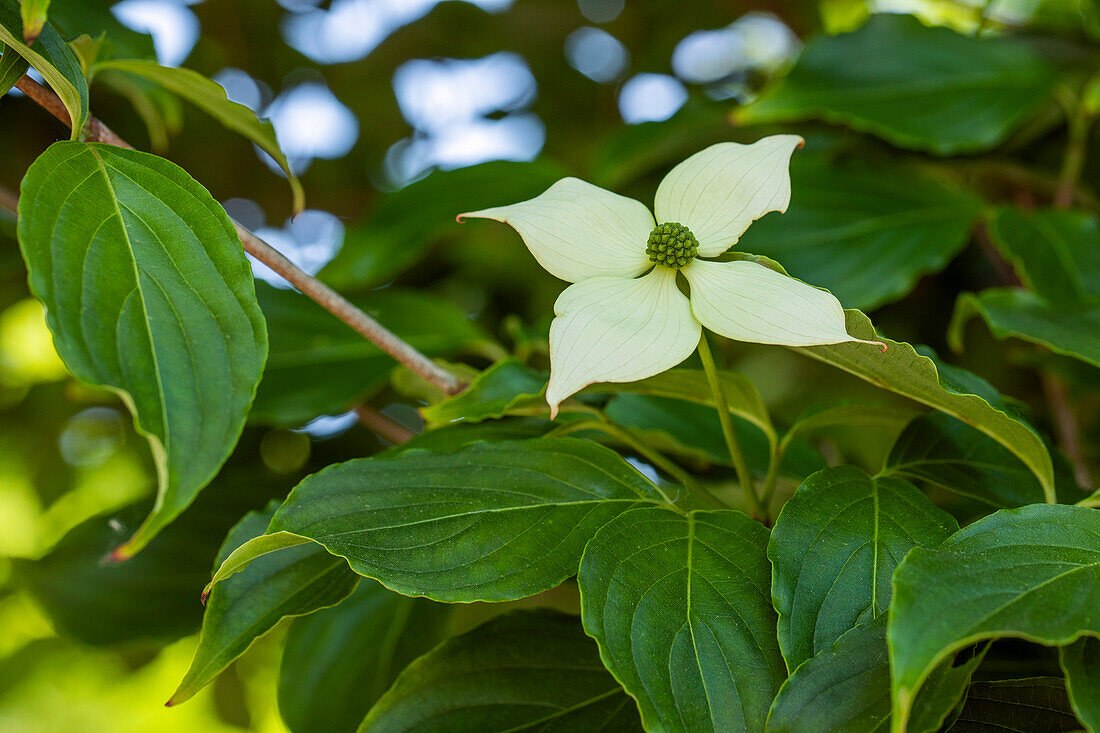 Cornus kousa