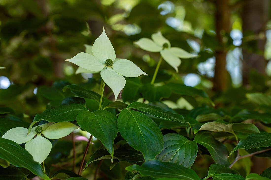 Cornus kousa