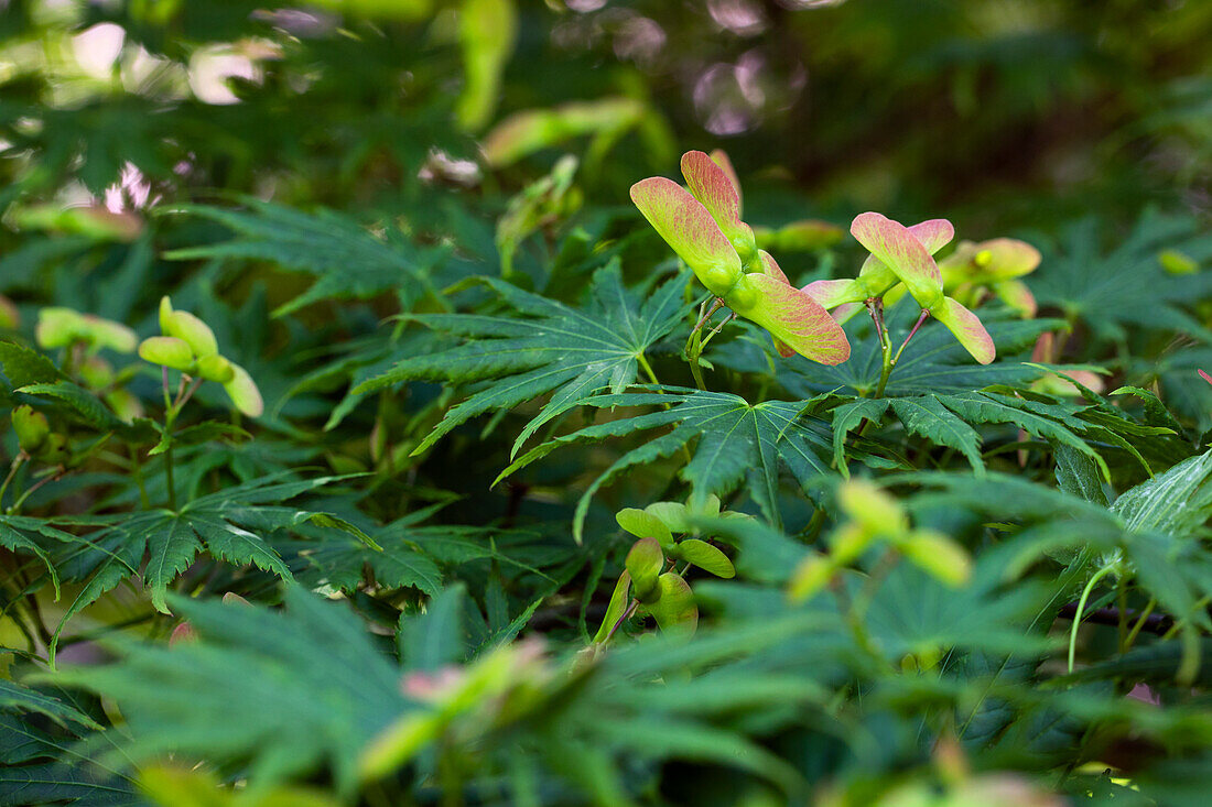 Acer palmatum