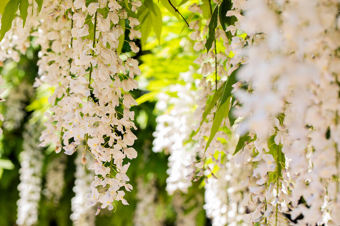 Wisteria sinensis 'Alba'