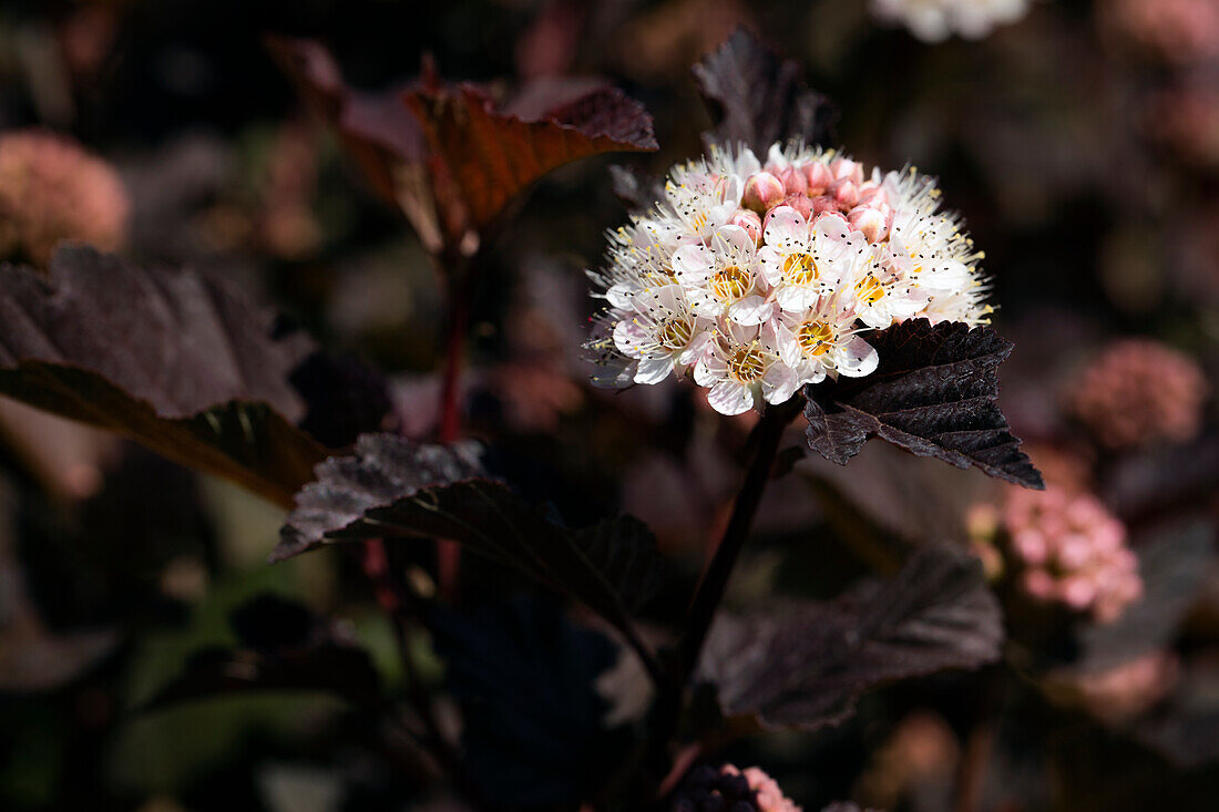 Physocarpus opulifolius 'Diabolo'®