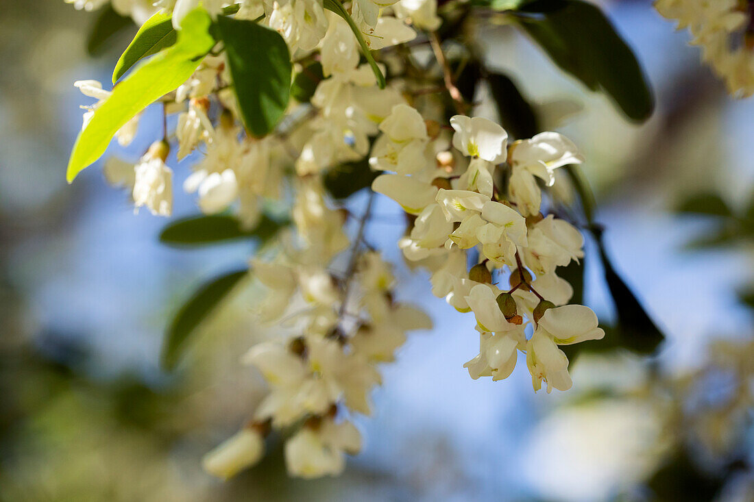 Robinia pseudoacacia