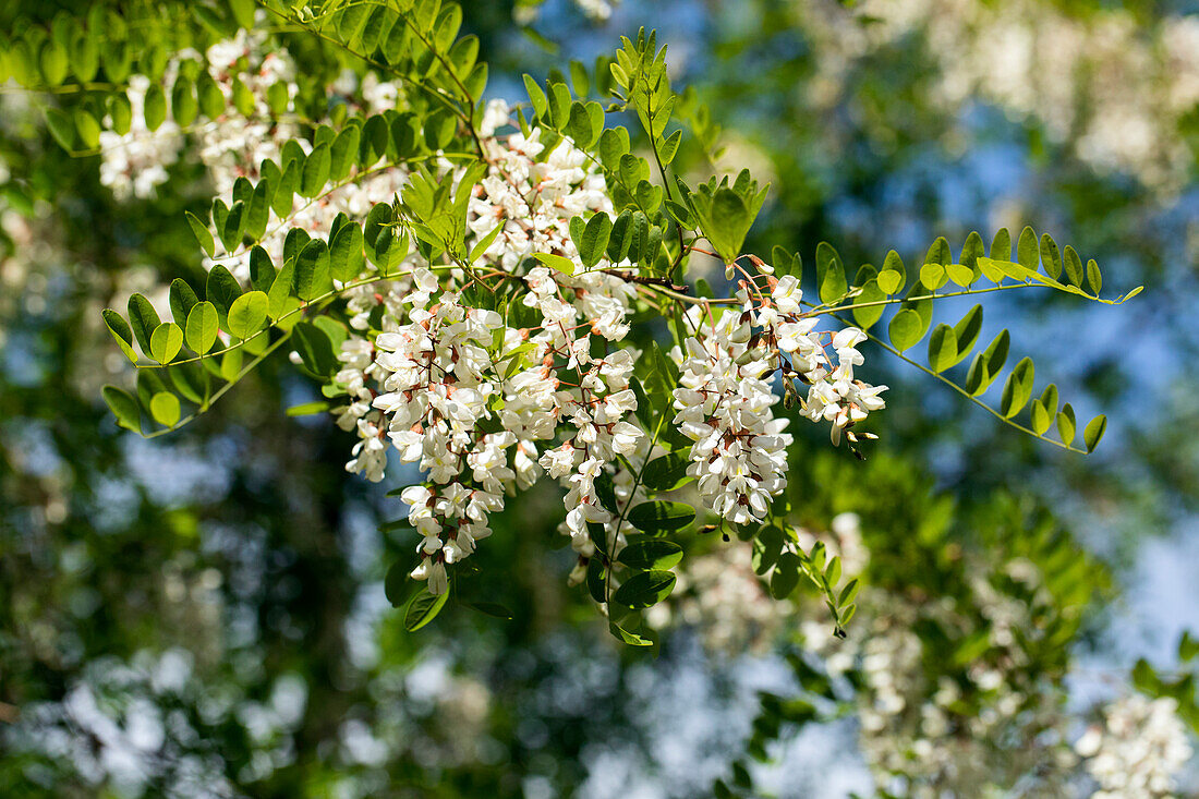 Robinia pseudoacacia