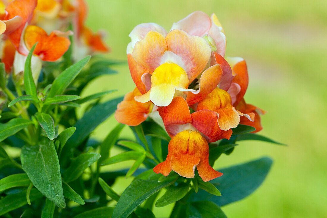 Antirrhinum majus