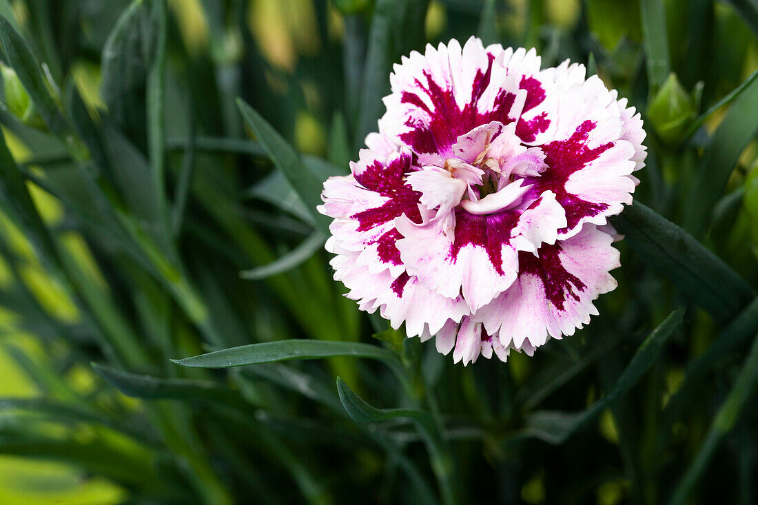 Dianthus caryophyllus