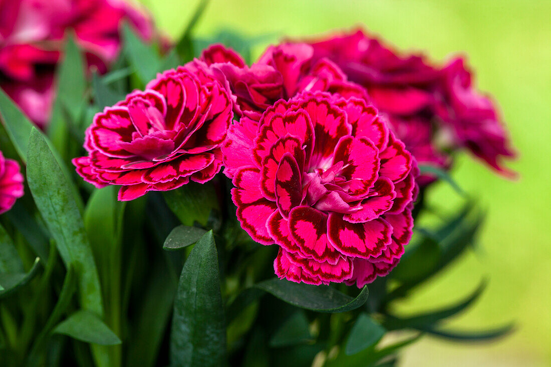 Dianthus caryophyllus