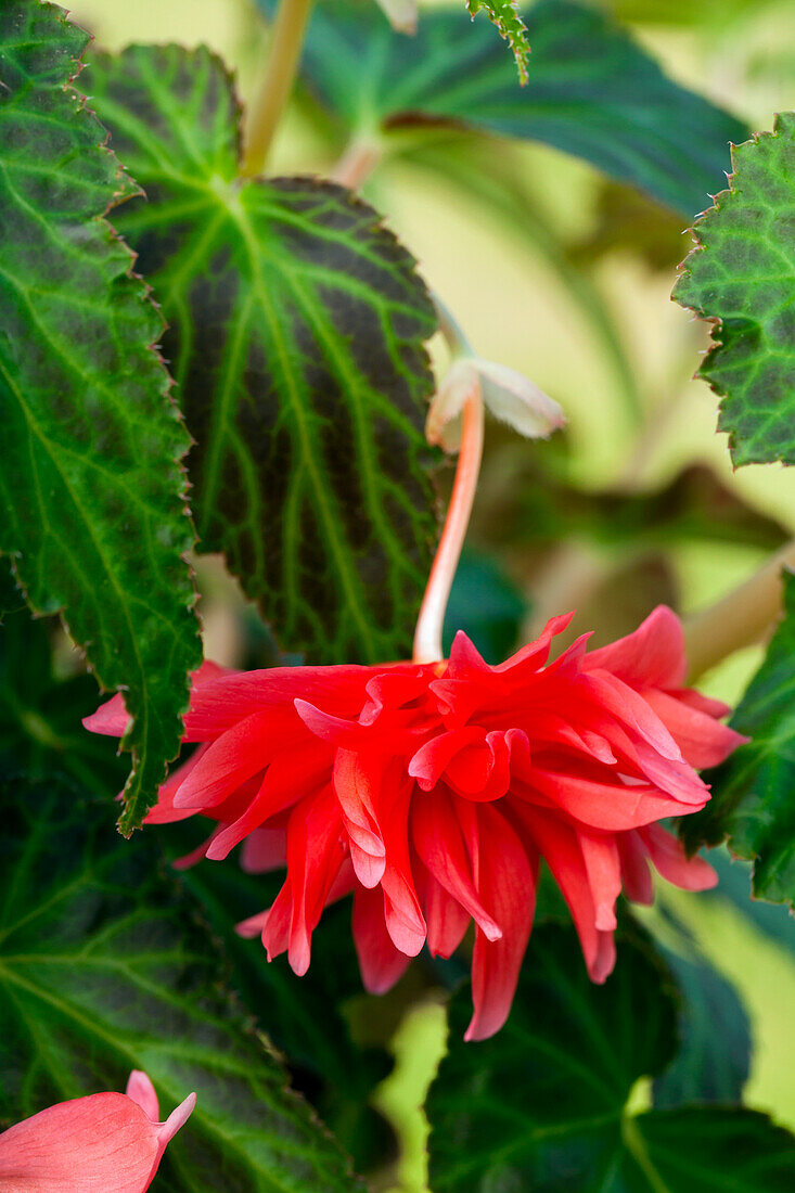 Begonia