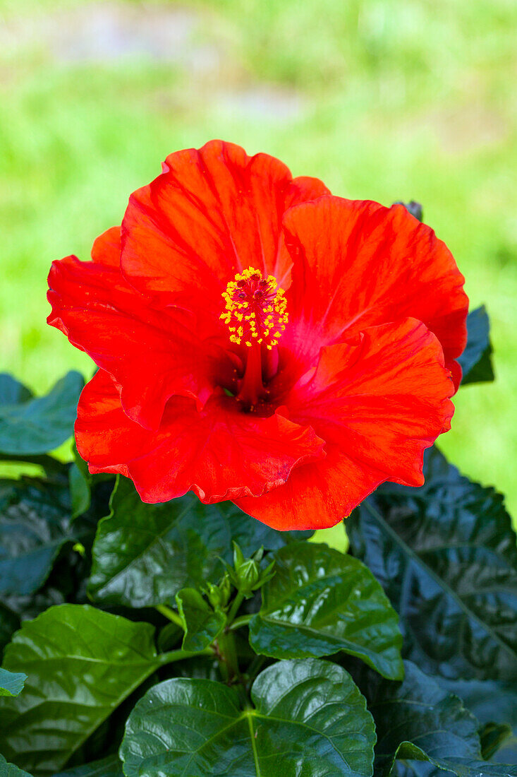 Hibiscus rosa-sinensis, red