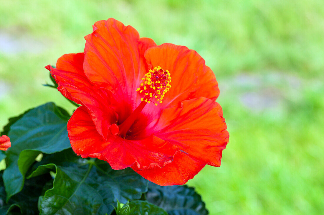 Hibiscus rosa-sinensis, red