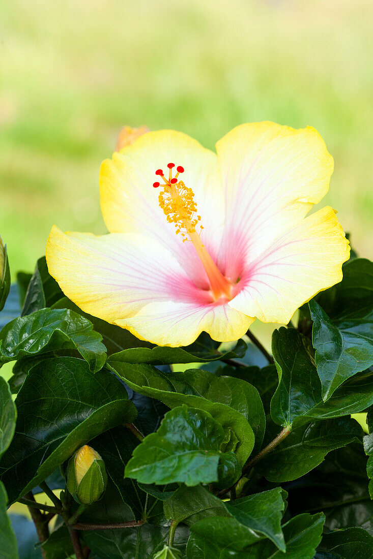 Hibiscus