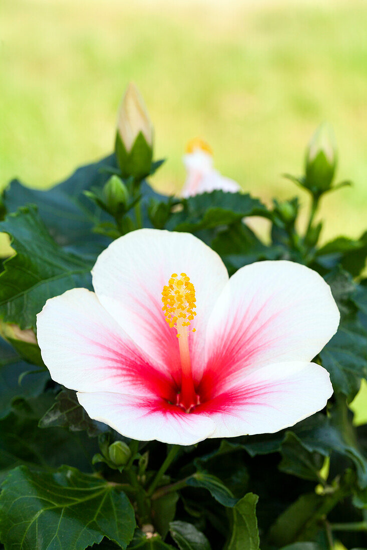 Hibiscus rosa-sinensis