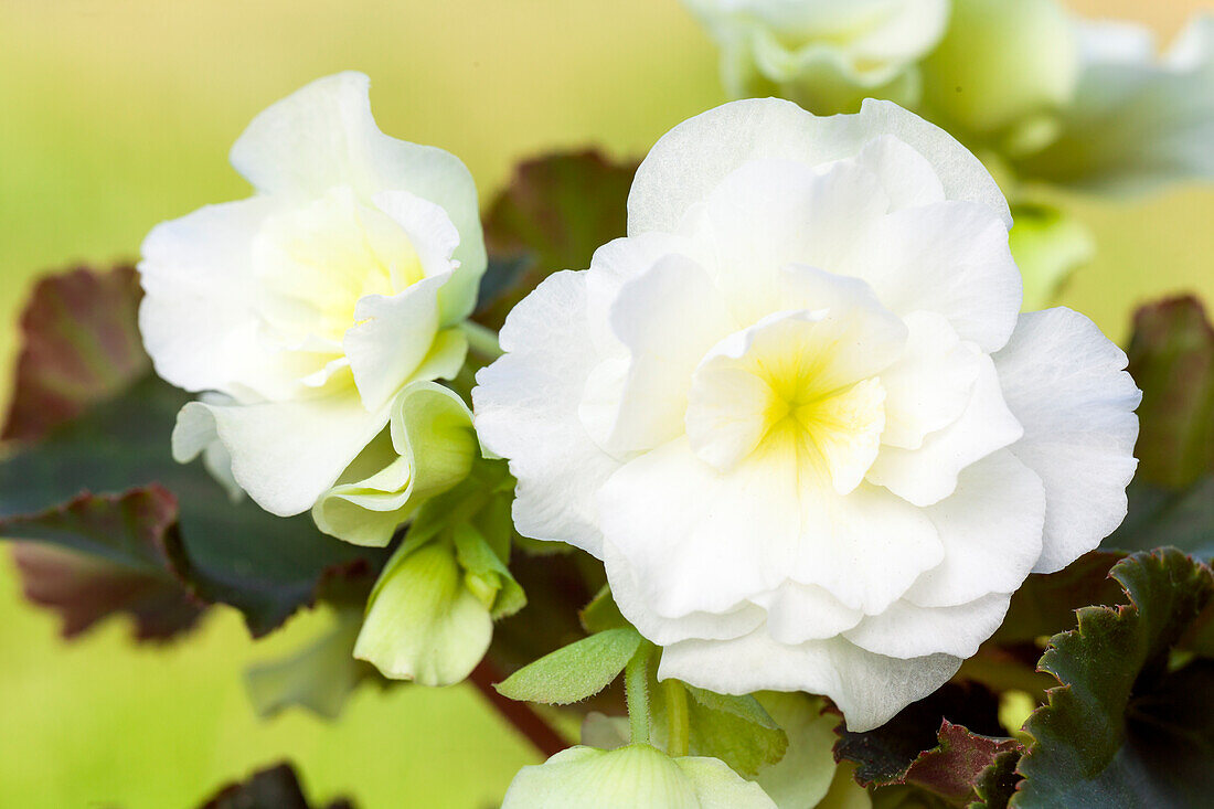 Begonia x tuberhybrida