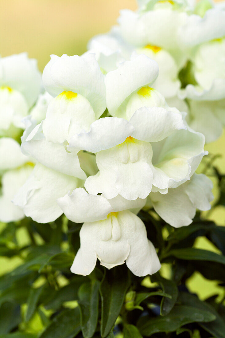 Antirrhinum majus, weiß